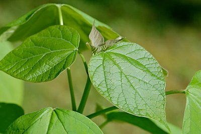 Catalpa bignonioides - katalpa trubačovitá - letní listy (75)